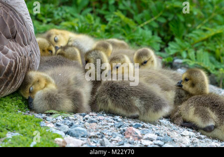 Canada giovane Goslings presso la George C. Reifel uccello migratore Santuario, Ladner, BC, Canada Foto Stock