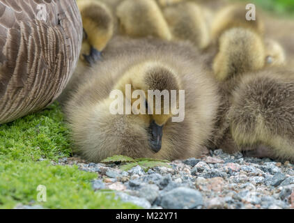 Canada giovane Goslings presso la George C. Reifel uccello migratore Santuario, Ladner, BC, Canada Foto Stock