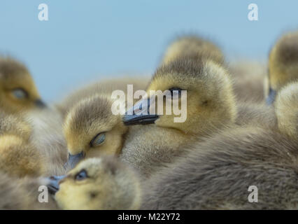 Canada giovane Goslings presso la George C. Reifel uccello migratore Santuario, Ladner, BC, Canada Foto Stock