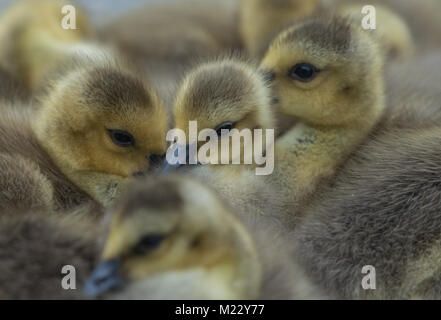 Canada giovane Goslings presso la George C. Reifel uccello migratore Santuario, Ladner, BC, Canada Foto Stock