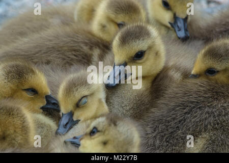 Canada giovane Goslings presso la George C. Reifel uccello migratore Santuario, Ladner, BC, Canada Foto Stock