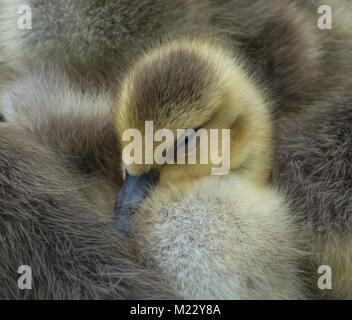 Canada giovane Goslings presso la George C. Reifel uccello migratore Santuario, Ladner, BC, Canada Foto Stock