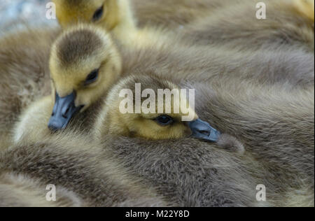 Canada giovane Goslings presso la George C. Reifel uccello migratore Santuario, Ladner, BC, Canada Foto Stock