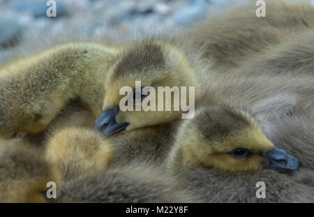 Canada giovane Goslings presso la George C. Reifel uccello migratore Santuario, Ladner, BC, Canada Foto Stock