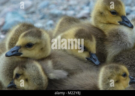 Canada giovane Goslings presso la George C. Reifel uccello migratore Santuario, Ladner, BC, Canada Foto Stock