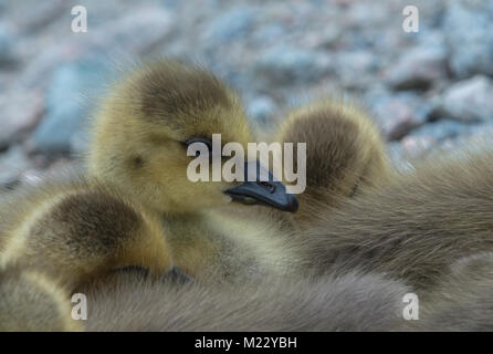 Canada giovane Goslings presso la George C. Reifel uccello migratore Santuario, Ladner, BC, Canada Foto Stock