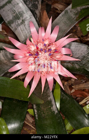 Spettacolare grande fiore rosa di bromeliad, Aechmea fasciata cultivar su sfondo di grigio / Verde foglie con striping Foto Stock