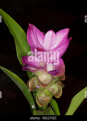 Incredibile vividi fiori di colore rosa e verde delle foglie delle piante ornamentali di Zenzero Curcuma 'Thai' rosa su sfondo nero Foto Stock