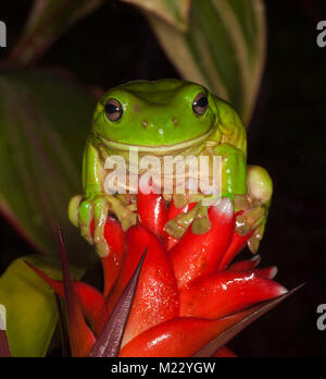 Verde vivace Australian raganella, Litoria caerulea, con un ampio sorriso sul volto, seduto sul fiore rosso di bromeliad (Guzmania), contro uno sfondo scuro Foto Stock