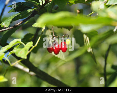 Bittersweet nightshade (Solanum dulcamara) con piante mature e frutti immaturi Foto Stock