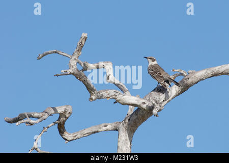 Le Galapagos mockingbird (Mimus parvulus) in albero morto, Elizabeth Bay, Isabela, Isole Galapagos, Ecuador Foto Stock