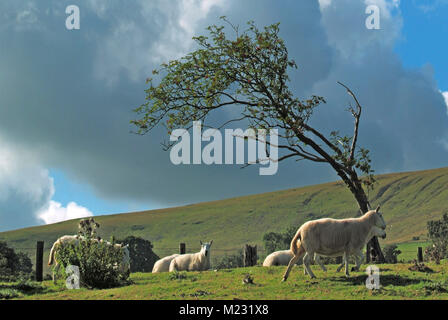 Spazzate dal vento piegato isolato & sfigurato albero sulla sommità del tetro Windy Hill nel Parco Nazionale di Brecon Beacons con pecore al pascolo South Wales UK Foto Stock