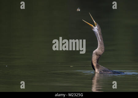 L'Oriental darter o indiani darter (Anhinga melanogaster) cattura e mangiare il pesce nel lago a Bharatpur Bird Sanctuary, Rajasthan, India Foto Stock