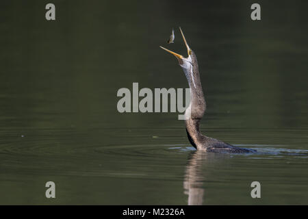 L'Oriental darter o indiani darter (Anhinga melanogaster) cattura e mangiare il pesce nel lago a Bharatpur Bird Sanctuary, Rajasthan, India Foto Stock