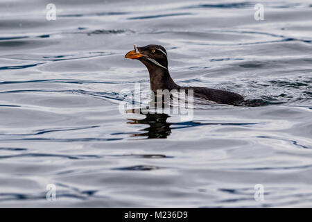 Rhinocerous auklet in Queen Charlotte Sound, Prime Nazioni Territorio, British Columbia, Canada. Foto Stock