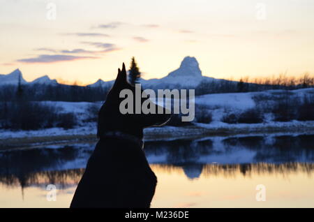 Un Border Collie si siede e si affaccia sulla tranquilla acqua riflettente, con il capo in montagna la distanza con le sue cime coperte di neve al tramonto Foto Stock