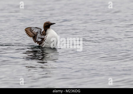 Murre comune (Uria aalge), (aka comuni di guillemot) in Queen Charlotte Strait, Prime Nazioni Territorio, British Columbia, Canada. Foto Stock