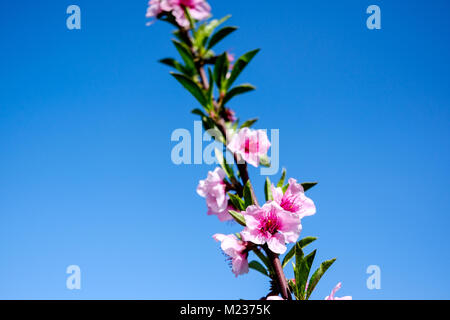 Fotografia di cibo Foto Stock