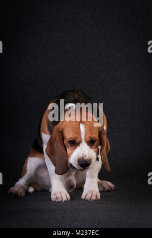 Due simpatici cani bulldog francese e chihuahua in Santa suit isolato su bianco Foto Stock