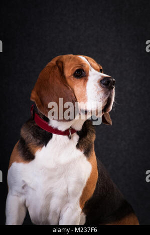 Due simpatici cani bulldog francese e chihuahua in Santa suit isolato su bianco Foto Stock