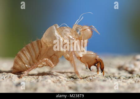 Close-up di cicala shell Foto Stock