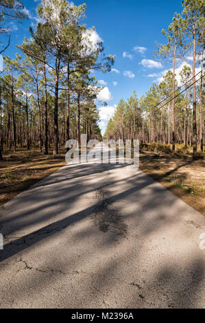 Lunga e dritta strada attraverso una foresta. Foto Stock
