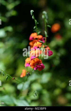 Cuore di foglie di pisello di fiamma, Kängurubuske (Chorizema cordatum) Foto Stock