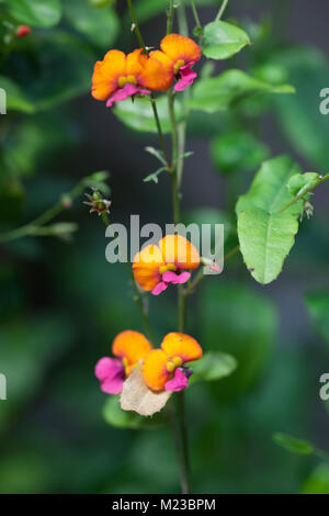 Cuore di foglie di pisello di fiamma, Kängurubuske (Chorizema cordatum) Foto Stock