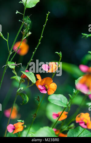 Cuore di foglie di pisello di fiamma, Kängurubuske (Chorizema cordatum) Foto Stock