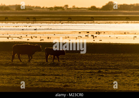 Heckcattle (latte di mucca e di vitello) camminando nel prato, retroilluminato durante il tramonto. Uccelli e cervi in background in riserva Oostvaardersplassen, Olanda Foto Stock