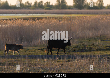 Vacca e vitello di bestiame di Heck (Bos primigenius) passeggiate in prati con reed Foto Stock
