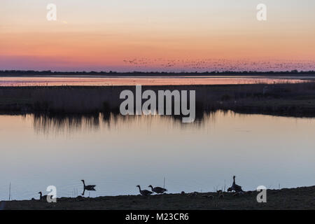 Oca e gooslings stagliano tramonto Foto Stock