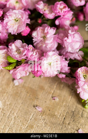 Disposizione, ambiente, trudition concetto. sul tavolo di legno del negozio di fiori vi è meraviglioso Brunch di fioritura di ciliegio orientali che ha meravigliose gemme Foto Stock