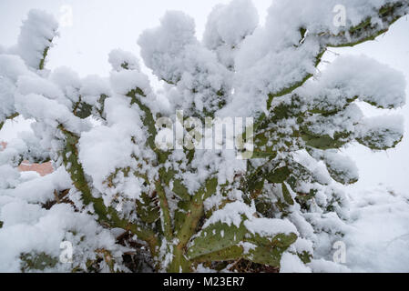 Ficodindia coperte di neve Foto Stock