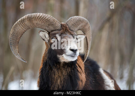 Inverno ritratto di grande muflone animale. Muflone, Ovis orientalis, foresta cornuto animale in natura habitat Foto Stock