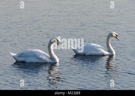 Due cigni nuotare in un lago Foto Stock