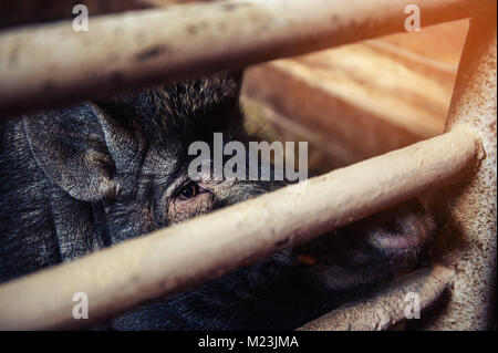 Primo piano della testa pelose black spotted pig guardando la fotocamera in una penna nell'azienda. Foto Stock