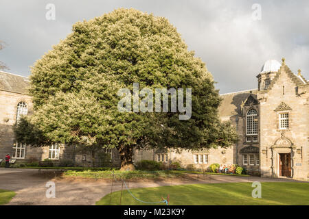 Il Leccio in St Marys quadrangolo, St Mary College, Università di St Andrews, Scotland, Regno Unito Foto Stock