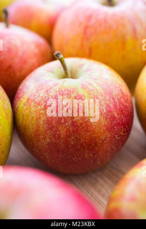 Malus domestica " Cox's Orange Pippin' Foto Stock