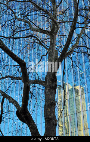 Architettura astratta e riflessioni di un albero in un moderno e contemporaneo vetro ricoperto blocco ufficio struttura. Foto Stock