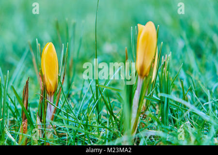 Il giallo di Crochi in primavera nell'erba. Glasgow Scozia Scotland Foto Stock