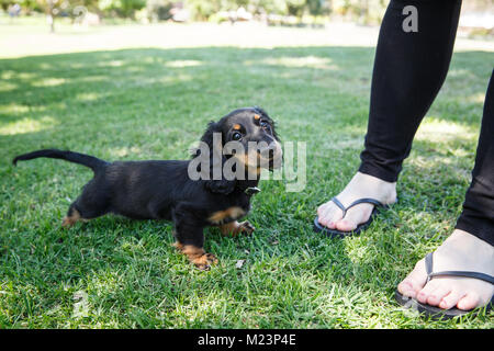 Femmina dai capelli lunghi miniatura Daschund puppy Foto Stock