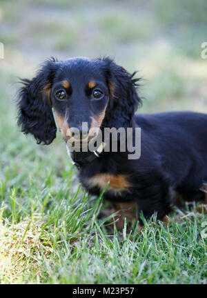 Femmina dai capelli lunghi miniatura Daschund puppy Foto Stock