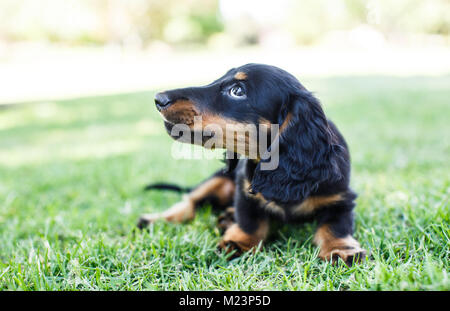 Femmina dai capelli lunghi miniatura Daschund puppy Foto Stock