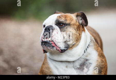 British Bulldog Foto Stock