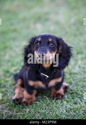 Femmina dai capelli lunghi miniatura Daschund puppy Foto Stock