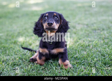 Femmina dai capelli lunghi miniatura Daschund puppy Foto Stock