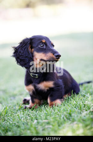 Femmina dai capelli lunghi miniatura Daschund puppy Foto Stock