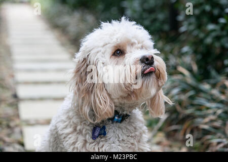 Spoodle spuntavano è la linguetta Foto Stock