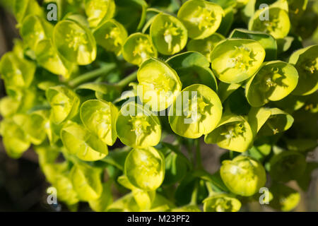 Euphorbia macro, incandescente dal sole del pomeriggio. Foto Stock
